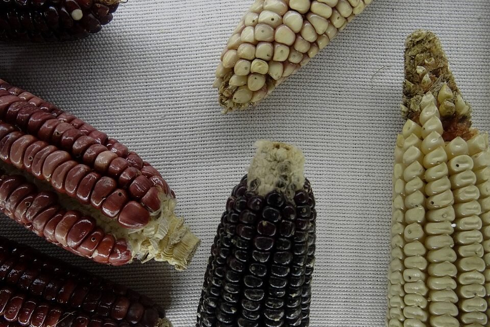 Maize cobs in several colours laid out on cloth